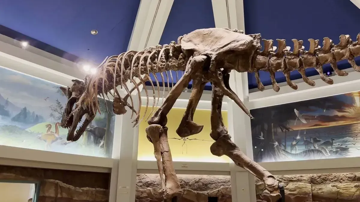 A large dinosaur skeleton is displayed in a museum with blue walls and colorful murals depicting prehistoric landscapes.