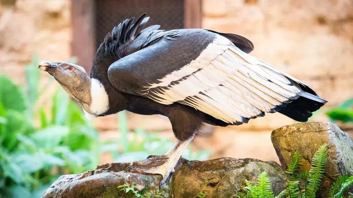 A majestic Andean condor with striking black and white plumage stands on a rock, its wings partially spread, surrounded by lush green foliage and a blurred stone background.