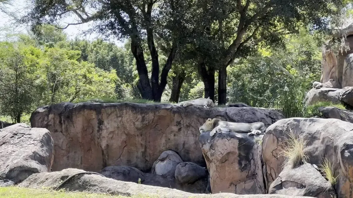 Three lions are lounging on large, sunlit rocks surrounded by lush greenery and trees, creating a serene, natural habitat.