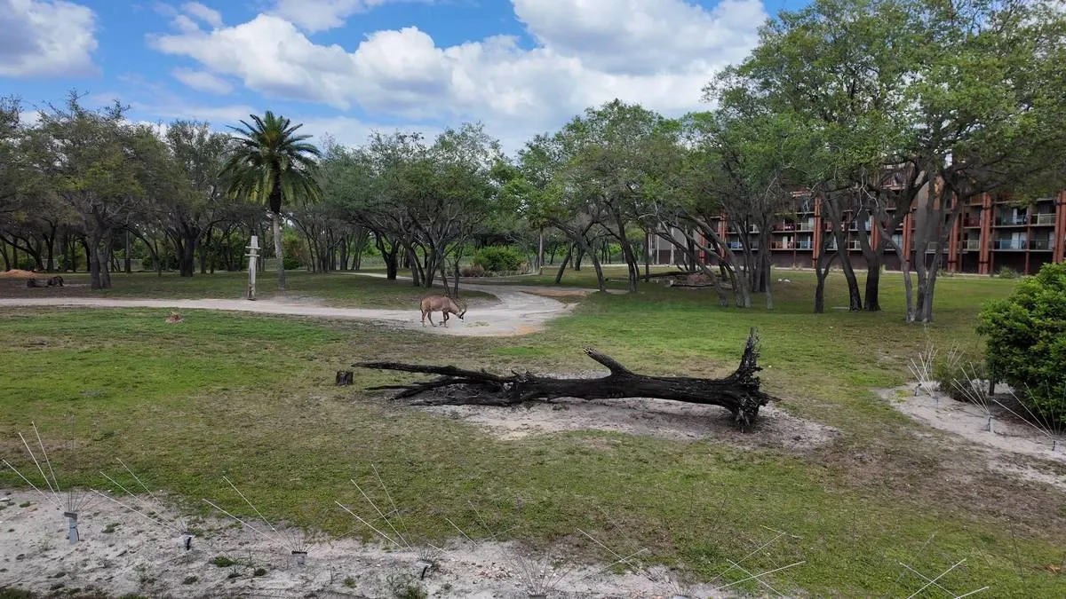 A serene landscape featuring a lone antelope grazing on a grassy field surrounded by trees. In the foreground, a fallen tree trunk lies on sandy ground.