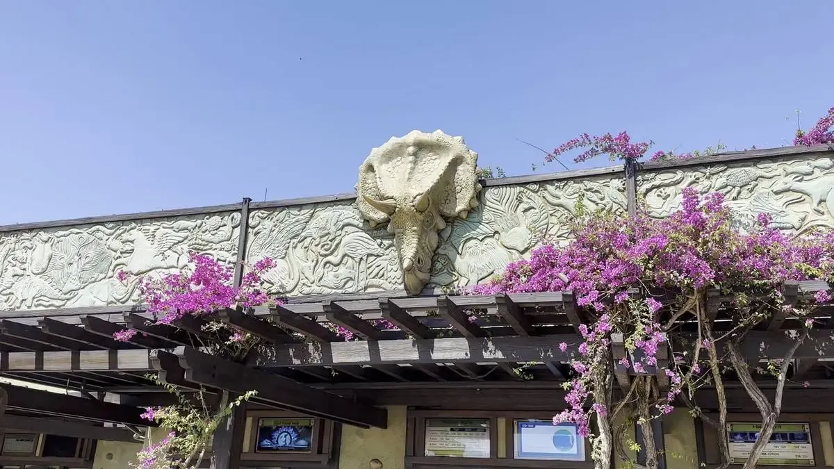 A building facade features a textured relief with a prominent triceratops head sculpture, surrounded by intricate carvings of various animals. Vibrant purple bougainvillea climbs over a wooden pergola below.