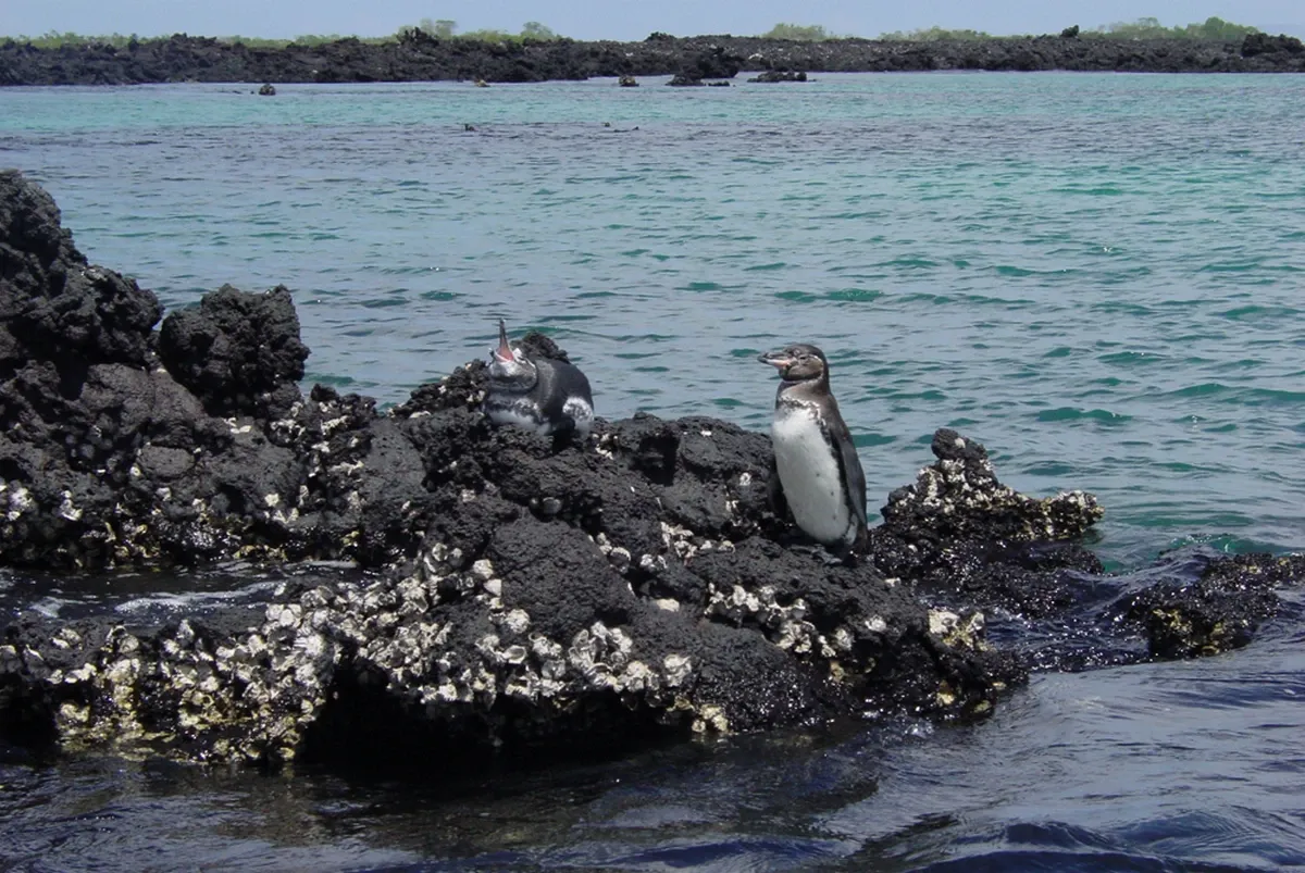 Penguins next to the ocean in the Galapagos island