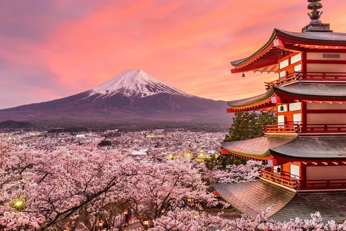 Panoramic view of Mt Fuji and cherry blossoms at the sundown