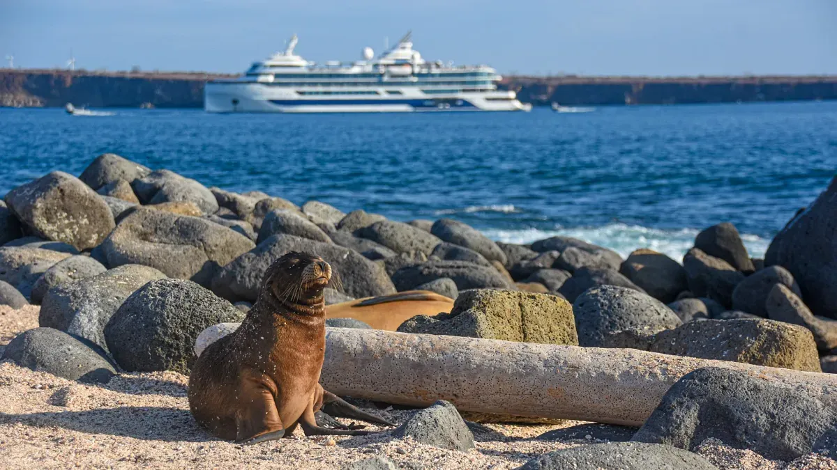 A seal next to the ocean with a cruise ship on the background