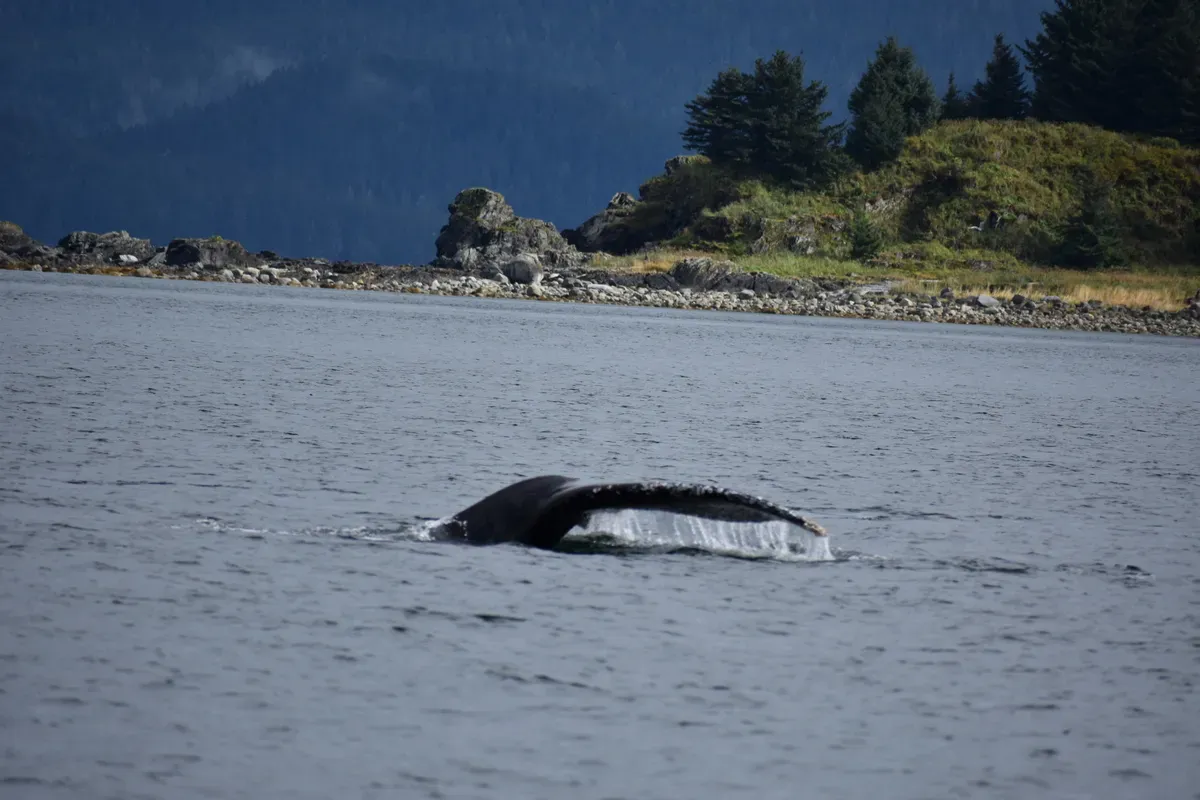 A whale's tail emerges from the water as it dives in a calm, expansive sea, with a rocky, forested coastline in the background under a cloudy sky.