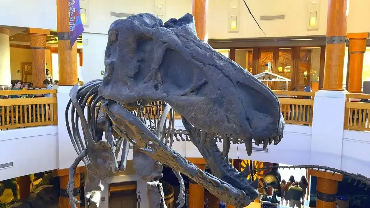 A large dinosaur skeleton, likely a Tyrannosaurus rex, is displayed prominently inside a spacious, well-lit building with wooden railings and columns. The skeleton's massive skull and sharp teeth are clearly visible, with people observing from the upper level in the background.