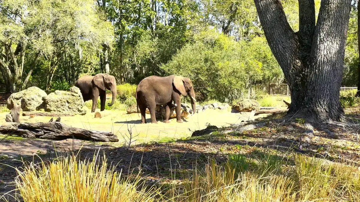 Two elephants stand in a sunlit, grassy area surrounded by trees and rocks. The scene is set in a naturalistic environment with a large tree trunk in the foreground, creating a serene wildlife atmosphere.