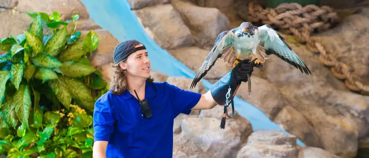 A person in a blue shirt and black cap holds a falcon on a gloved hand, standing in a rocky setting with lush green plants.
